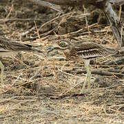 Indian Stone-curlew