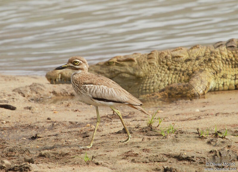 Water Thick-knee