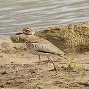 Water Thick-knee