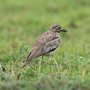 Water Thick-knee