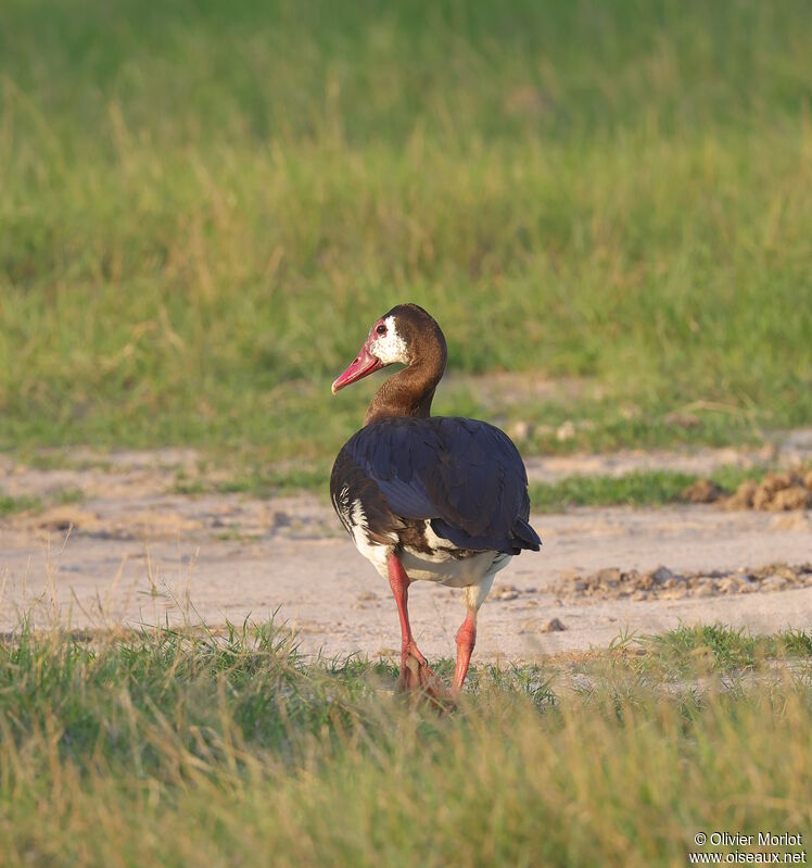 Spur-winged Goose