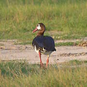 Spur-winged Goose