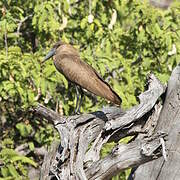 Hamerkop