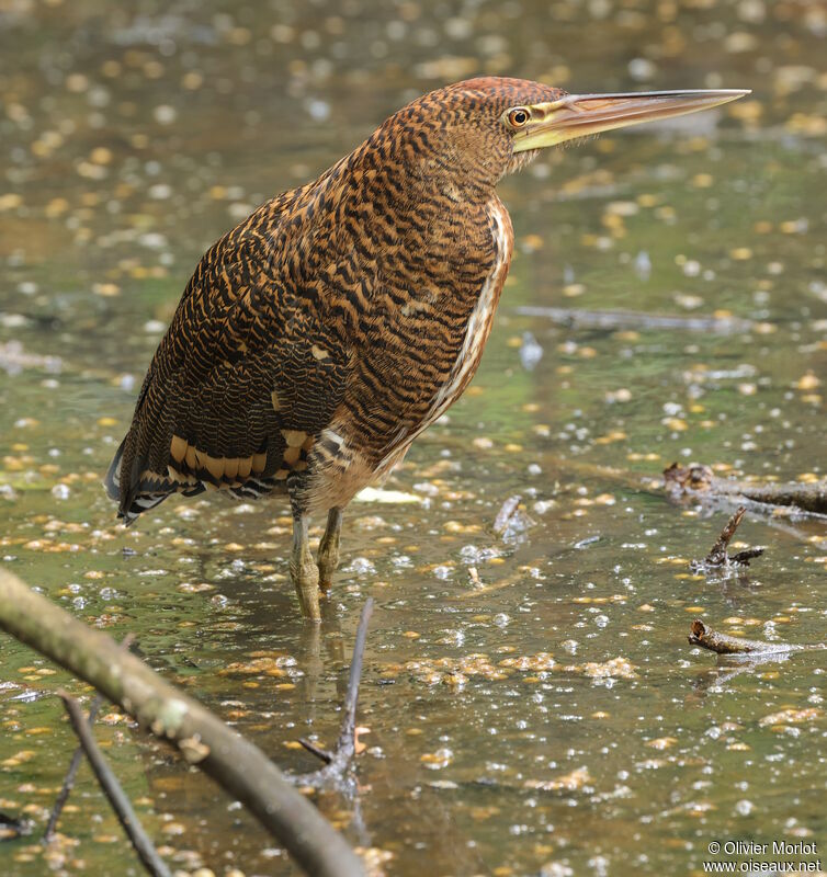 Onoré du Mexiqueimmature