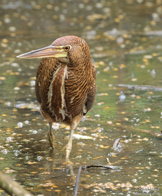 Bare-throated Tiger Heronimmature