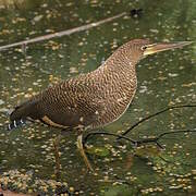 Bare-throated Tiger Heron