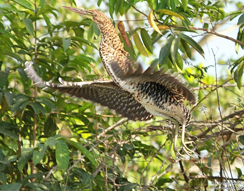 Rufescent Tiger Heron