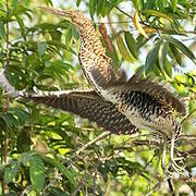 Rufescent Tiger Heron