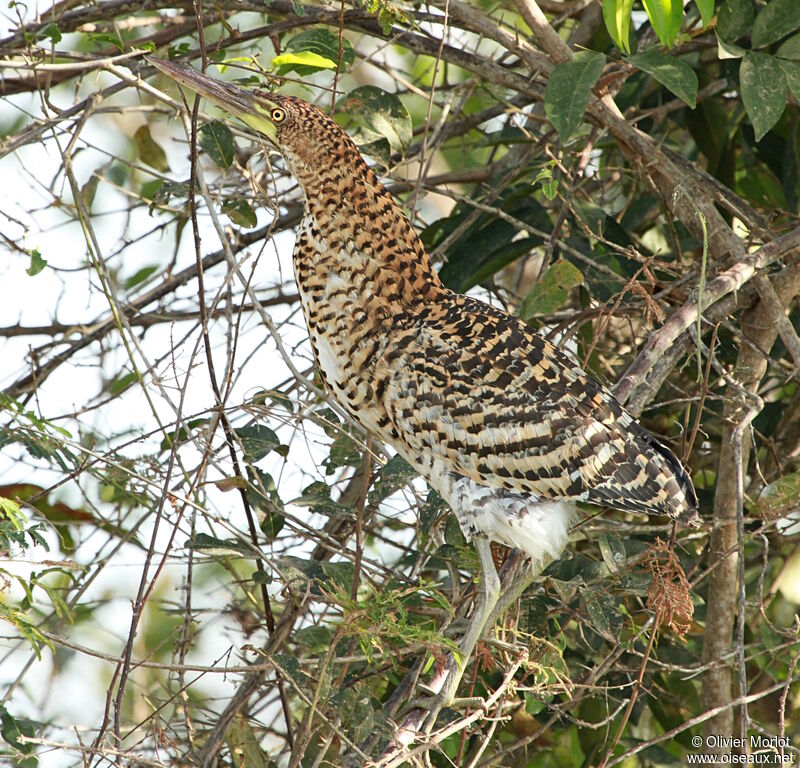 Rufescent Tiger Heron