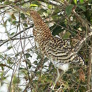 Rufescent Tiger Heron