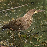 Rufescent Tiger Heron