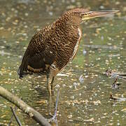 Rufescent Tiger Heron