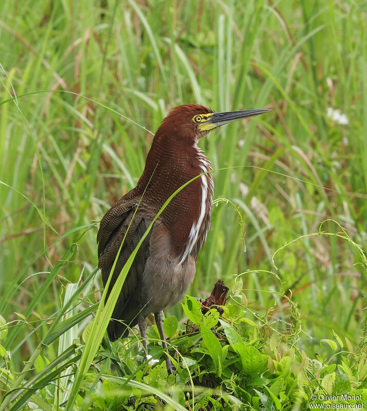 Rufescent Tiger Heron