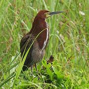 Rufescent Tiger Heron