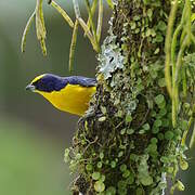 Thick-billed Euphonia