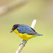 Thick-billed Euphonia