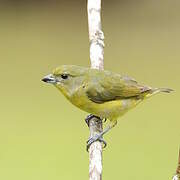 Thick-billed Euphonia