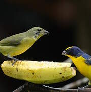 Thick-billed Euphonia