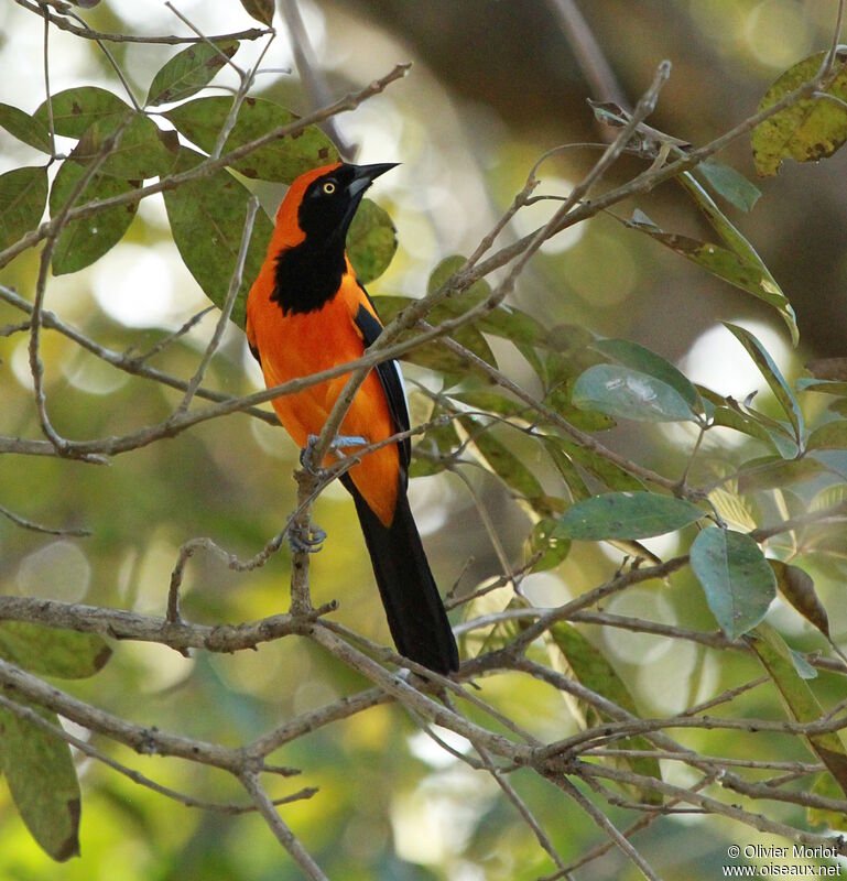 Oriole à dos orange