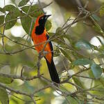 Oriole à dos orange