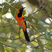 Orange-backed Troupial