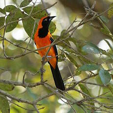 Oriole à dos orange