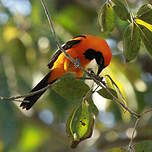 Oriole à dos orange