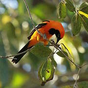 Orange-backed Troupial