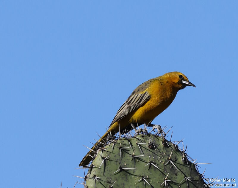 Oriole à dos rayé