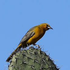 Oriole à dos rayé