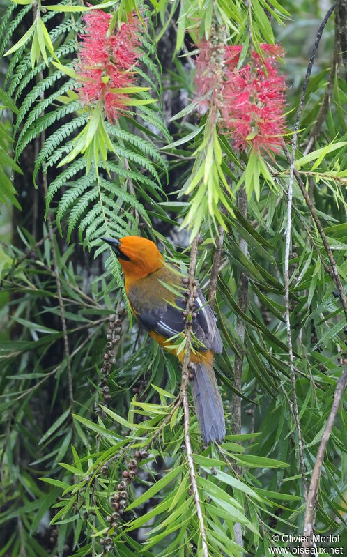 Altamira Oriole