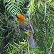 Oriole à gros bec