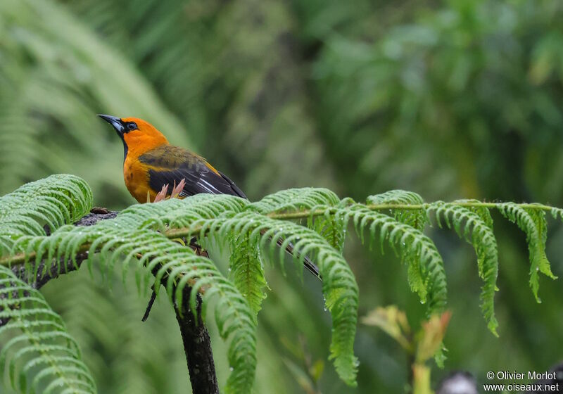 Oriole à gros bec