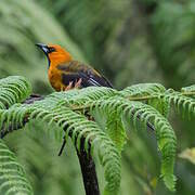 Altamira Oriole