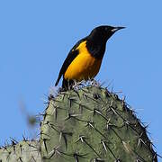 Black-vented Oriole