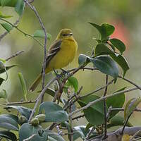 Oriole des vergers