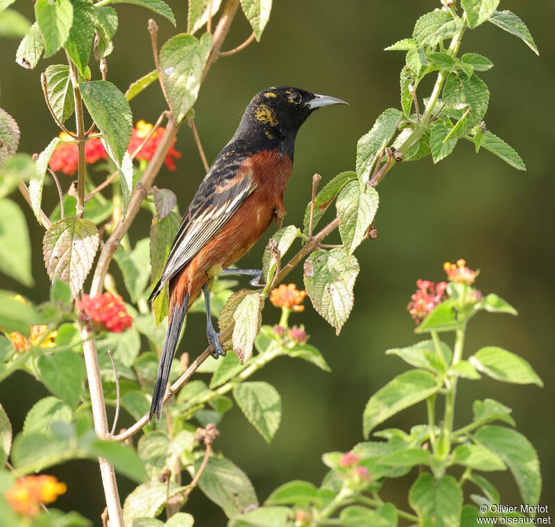 Oriole des vergers mâle