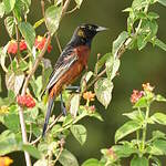 Oriole des vergers