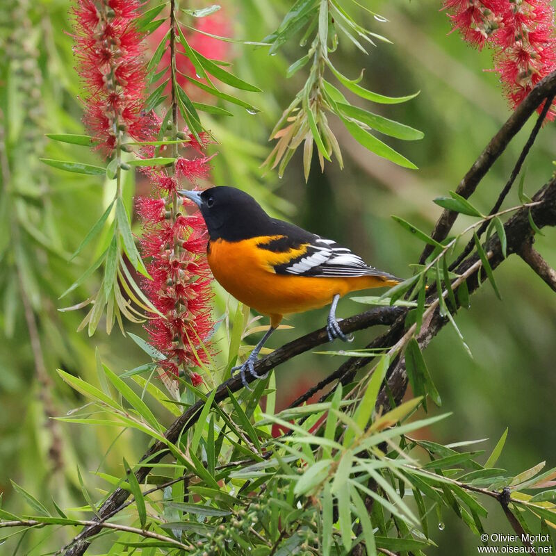 Oriole du Nord