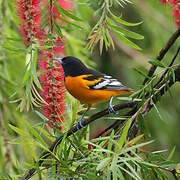 Baltimore Oriole