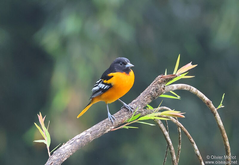 Baltimore Oriole