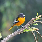 Baltimore Oriole