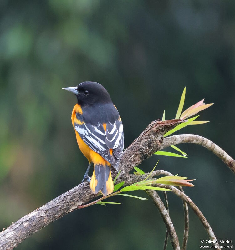 Oriole du Nord