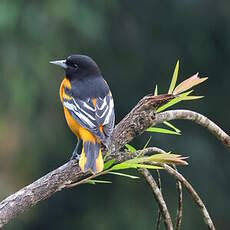 Oriole du Nord