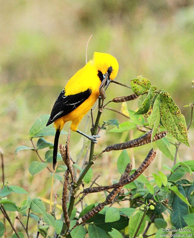 Oriole jaune