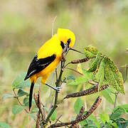 Yellow Oriole