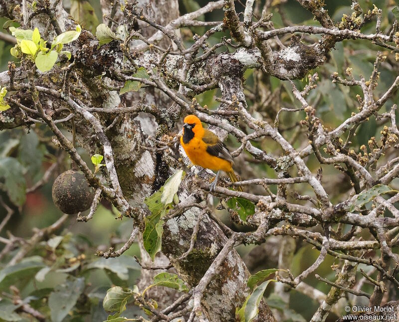 Oriole maculé