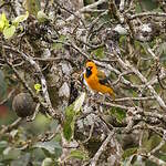 Oriole maculé