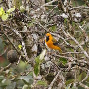 Oriole maculé