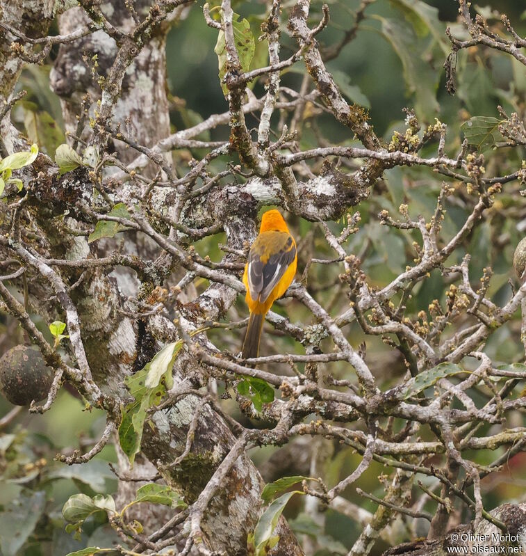 Oriole maculé